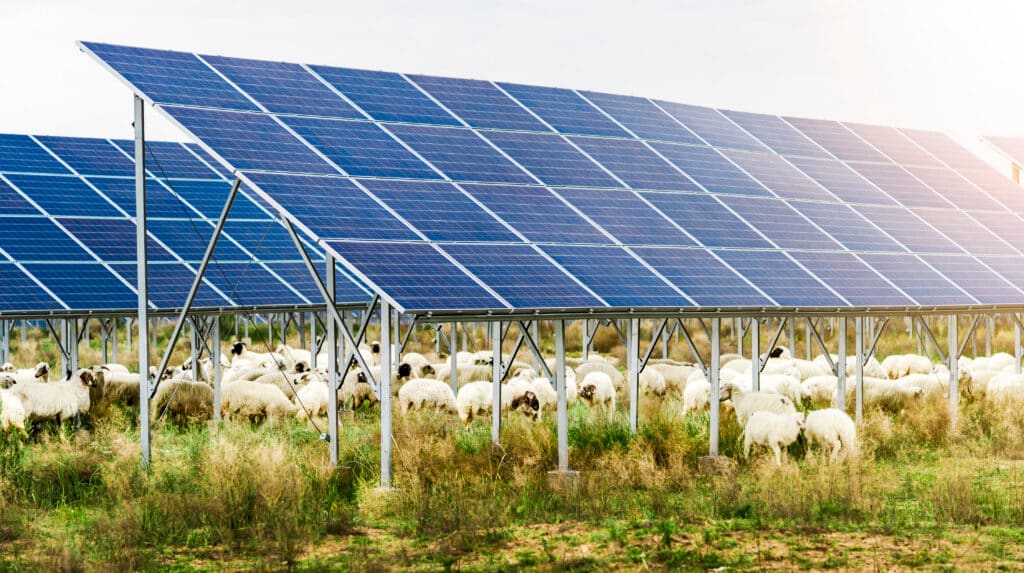 Ombrière photovoltaïque d'élevage - Agrivoltaïsme