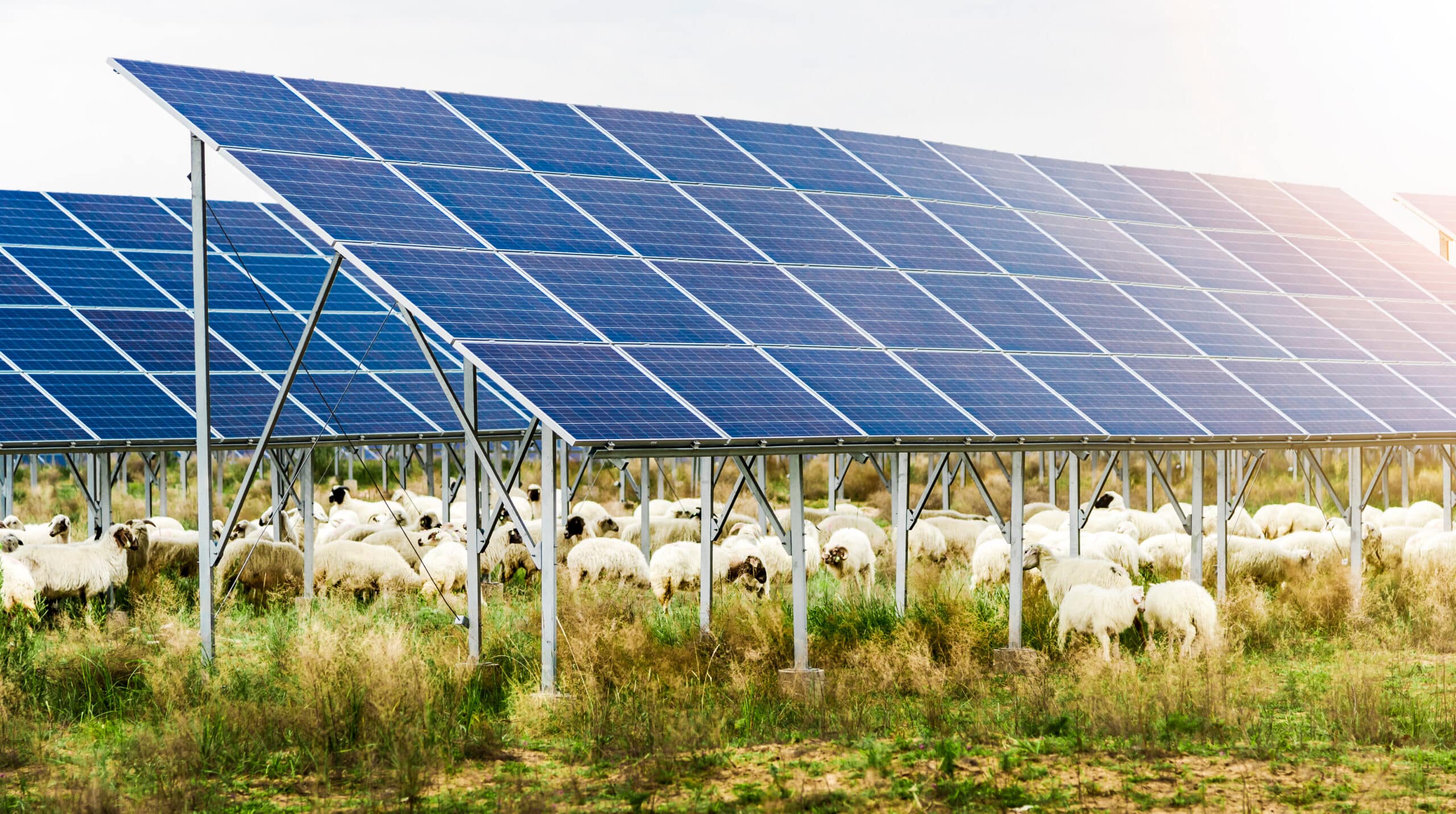Ombrière photovoltaïque d'élevage - Agrivoltaïsme