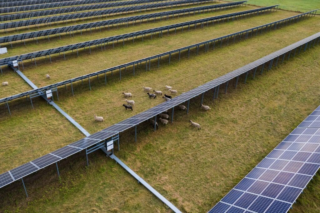 Ombrière solaire pour élevage - Agrivoltaïsme